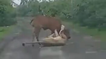 Tigress War: How the farmer fought to save his cow from the clutches of the lioness...see VIDEO