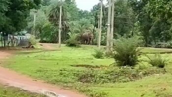 Hathi ka Aatank: The elephant reached the residential area… went to make a video, badly crushed the young man…VIDEO
