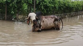 Battalion of NDRF: The struggle to save the bull worth 1 crore ... Photos and VIDEO shared by the team on Twitter