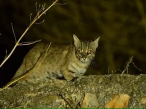 Cat Attack: Very sad news...! The cat took away the 1.25-month-old innocent from the forest… the relatives were in tears after seeing the mutilated dead body.