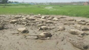 Lightning Big Breaking : Sad...! 85 sheep died due to lightning ... CM took cognizance of the incident