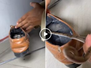 Snake Rescue: The snake was hidden in the shoes in such a way that it was impossible not only to see it, but if you do not believe then watch the VIDEO