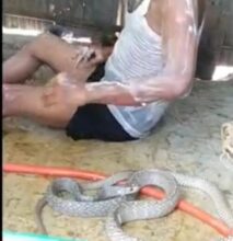 Viral Person: When the snake was caught in place of the water pipe... then what happened see VIDEO