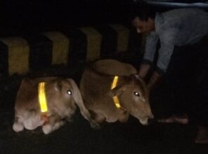 Animal Owners Fined: Animal owners are being fined for finding cattle on the roads