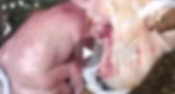 Embryo Found : Big news…! Fetus found in drain near Durg District Hospital…watch VIDEO