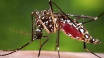 Dengue Vaccine: Dengue will be THE END...Vaccine King's big announcement - Know when it will come...?