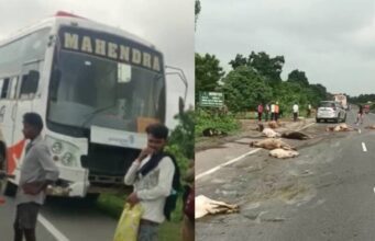 Horrific Road Accident: High speed bus trampled 17 cattle… dead body lying on the road
