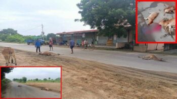 Havoc of Speed: Speed ​​trampled 9 cattle… Painful death… Villagers called a meeting