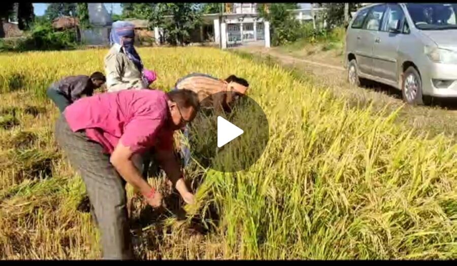 RAHUL GANDHI: Don't spoil the paddy like this, brother...! Took sarcasm on Rahul Gandhi in this way...see VIDEO