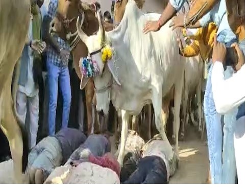 Village Tradition: A game of superstition in the name of faith...! People get themselves trampled under the feet of 'cows'...watch the gruesome VIDEO