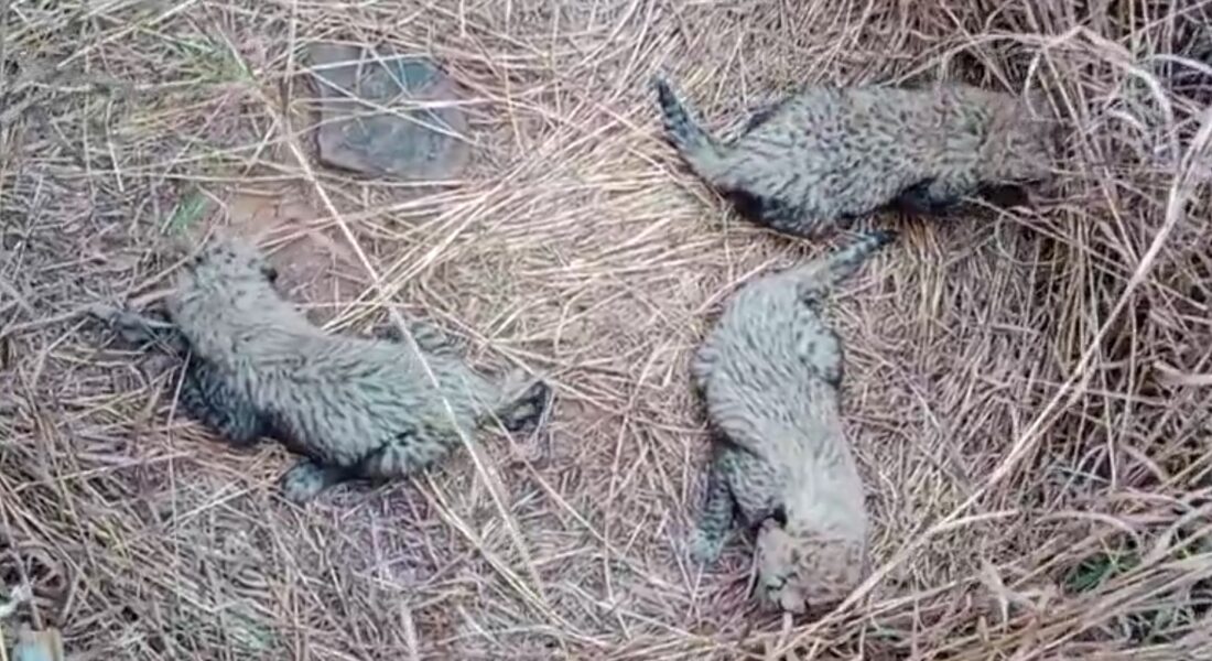 Kuno National Park: The family increased in Kuno National Park...! 'Asha' gave birth to 3 cubs...we were impressed after seeing the cuteness VIDEO