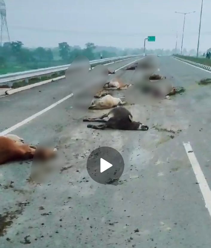 Killing of Cow: Devil in human form…! Vehicle crushed not one or two but 18 cattle… watch the horrifying video here