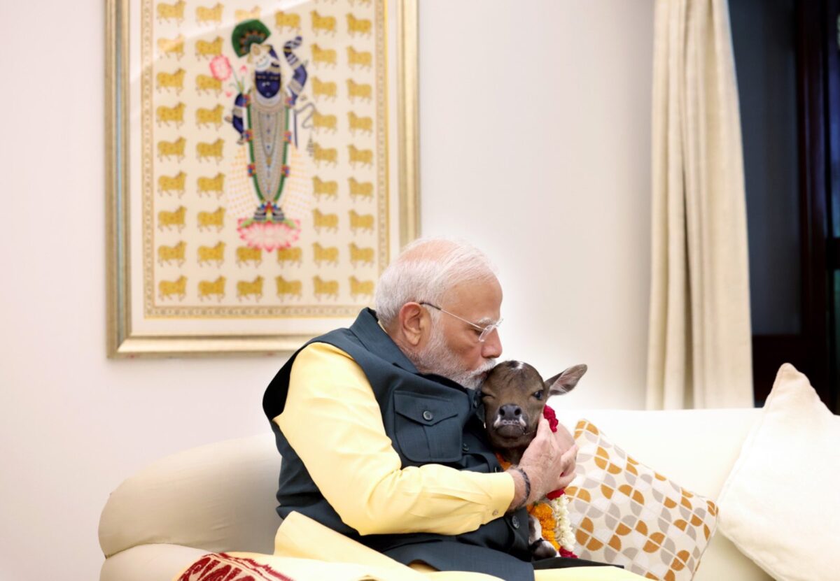 Cow gave birth to a calf in PM's residence...! There is a 'Jyoti symbol' on the forehead, hence the name Deepjyoti...see here