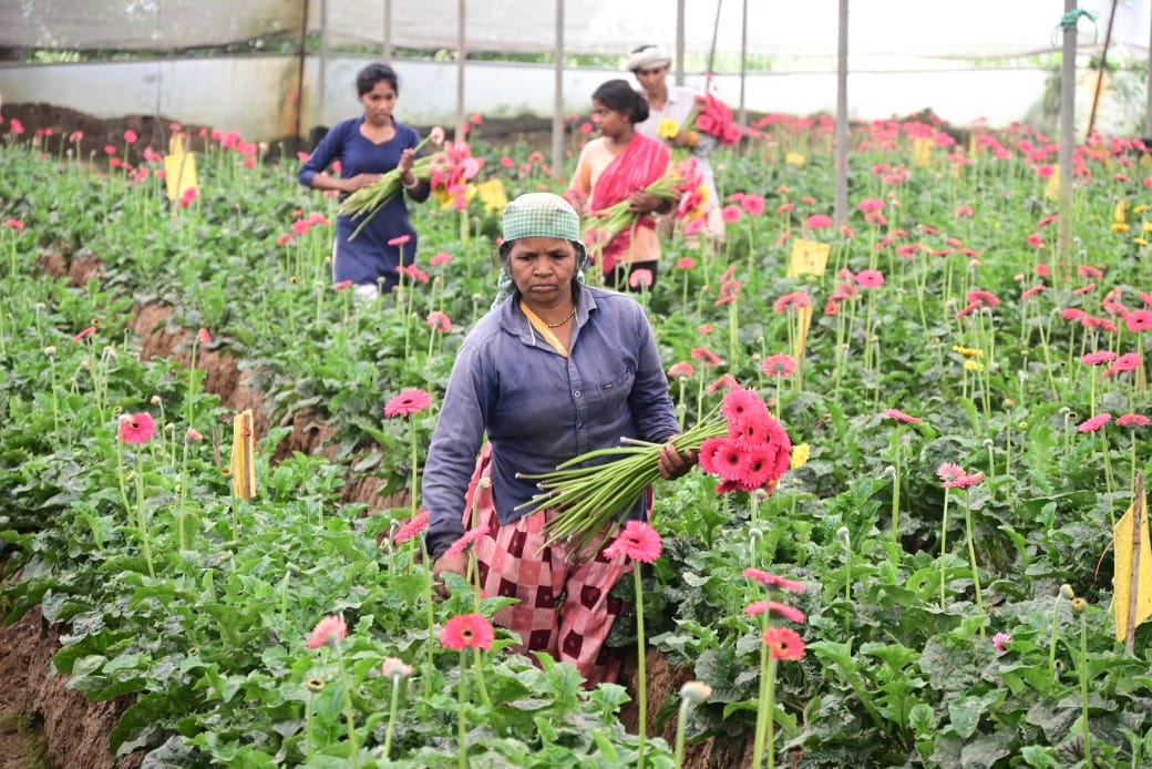 Phoolon Ki Kheti: Farmers of this district are enriching the lives of others as well as themselves by cultivating flowers.