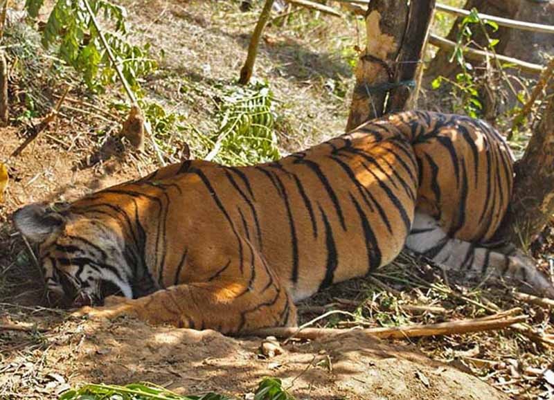 Tiger Death In CG: Tiger's death, two forest guards and forest ranger suspended after Chief Minister's displeasure, notice to ranger