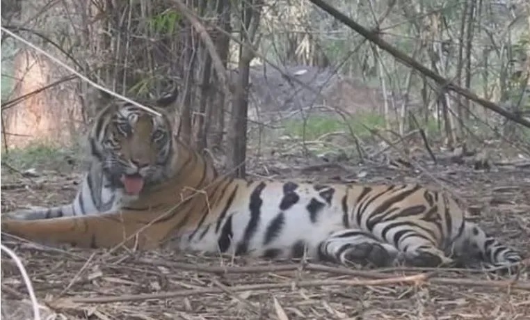 Tiger Seen In Chhattisgarh: Tourists saw tiger here in Chhattisgarh, captured it in their mobile, watch video