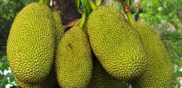 Jashpur के नवाचारी किसानों को मिलेगा सम्मान, आम-कटहल प्रतियोगिता में 10 हजार रूपए तक के नगद पुरस्कार, मुख्यमंत्री के जशपुर प्रवास के दौरान कृषि प्रदर्शनी एवं किसान सम्मान समारोह में होंगे सम्मानित